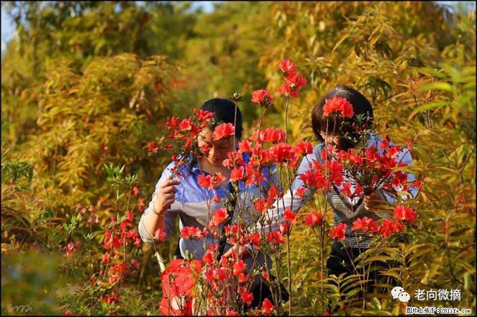【春天，广西桂林灌阳县向您发出邀请！】登麒麟山，相约映山红 - 游山玩水 - 蚌埠生活社区 - 蚌埠28生活网 bengbu.28life.com