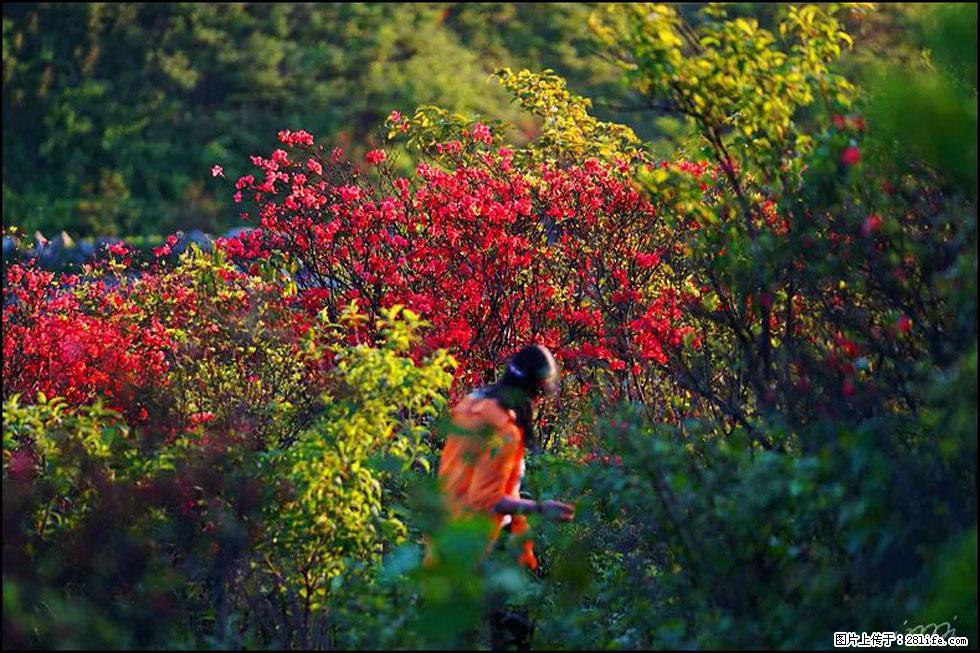 【春天，广西桂林灌阳县向您发出邀请！】春木界上映山红 - 游山玩水 - 蚌埠生活社区 - 蚌埠28生活网 bengbu.28life.com