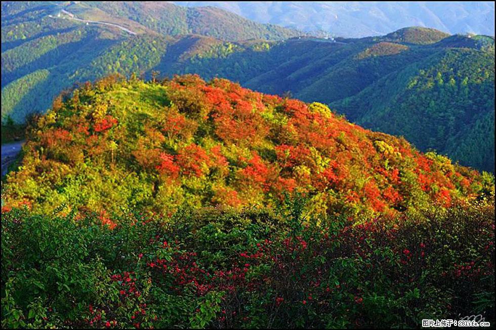 【春天，广西桂林灌阳县向您发出邀请！】春木界上映山红 - 游山玩水 - 蚌埠生活社区 - 蚌埠28生活网 bengbu.28life.com