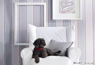 (单间出租)蚌医附近 滨河御景二十三楼精装修1间1厅设施齐 - 蚌埠28生活网 bengbu.28life.com