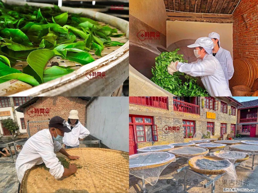 时间果百年古树龙珠普洱生茶 - 购物交流 - 蚌埠生活社区 - 蚌埠28生活网 bengbu.28life.com