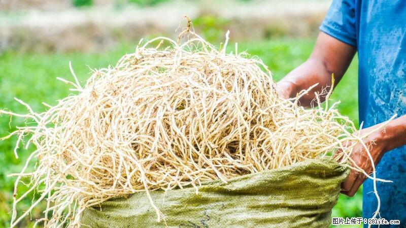 堪称“最难吃”的蔬菜,却是 “抗辐射神器”,还能护肺、清热、止咳化痰! - 蚌埠生活资讯 - 蚌埠28生活网 bengbu.28life.com