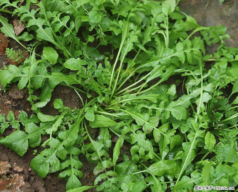 这些蔬菜是“天然钙片”，这6种被医生重点推荐 - 蚌埠生活资讯 - 蚌埠28生活网 bengbu.28life.com