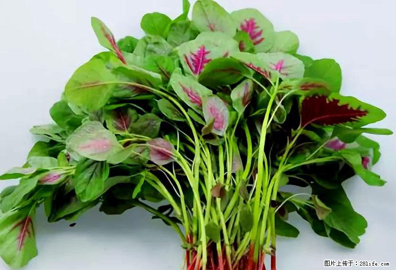 这些蔬菜是“天然钙片”，这6种被医生重点推荐 - 蚌埠生活资讯 - 蚌埠28生活网 bengbu.28life.com