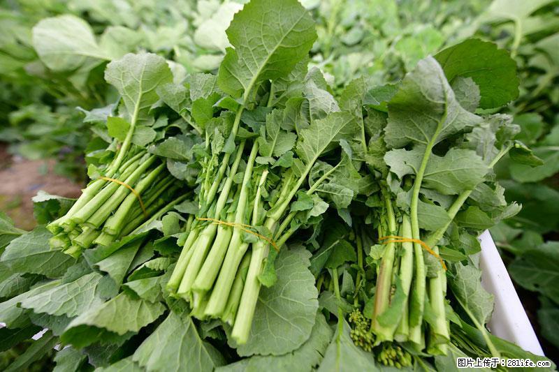 这些蔬菜是“天然钙片”，这6种被医生重点推荐 - 蚌埠生活资讯 - 蚌埠28生活网 bengbu.28life.com